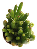 Ovata